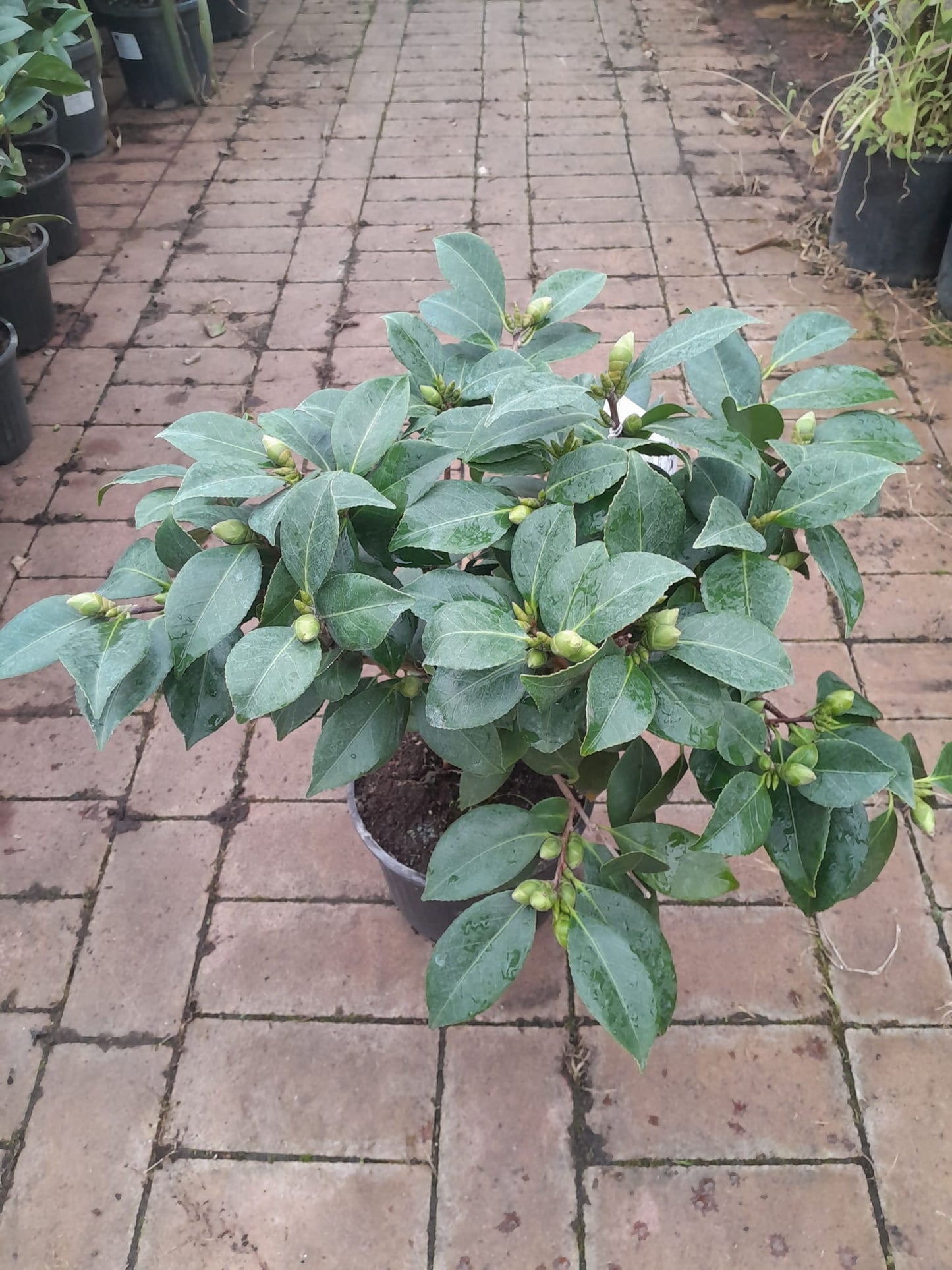 Camellia – Kamelie mit vielen Blüten, 40-60 cm, Winterhart & Immergrün für Garten und Terrasse