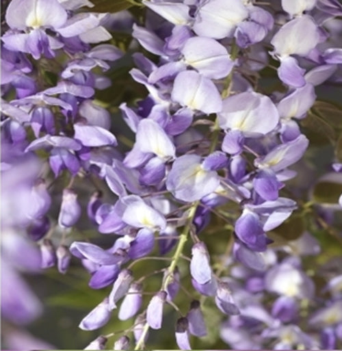 Blauregen - Wisteria