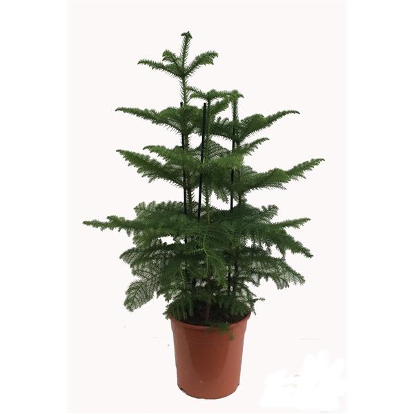 Norfolská jedle Araucaria heterophylla pokojová rostlina