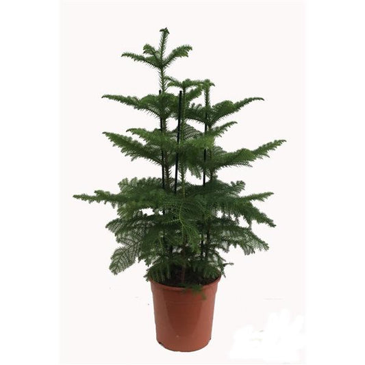 Norfolská jedle Araucaria heterophylla pokojová rostlina