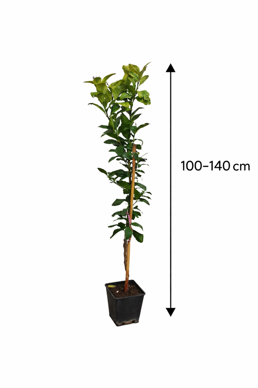 Citroník 'Interdonato' 100–140 cm vč. květináč – Pravý citroník na terasu a balkon