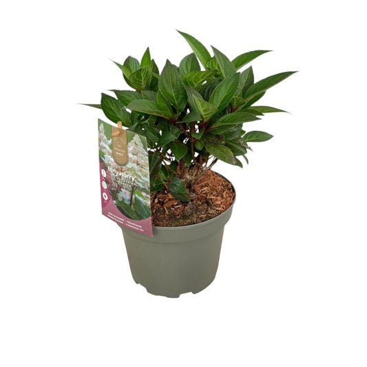 Rispenhortensie Hydrangea paniculata ‘Early Harry’ im 3L Topf – winterharte Zierpflanze für Garten & Terrasse