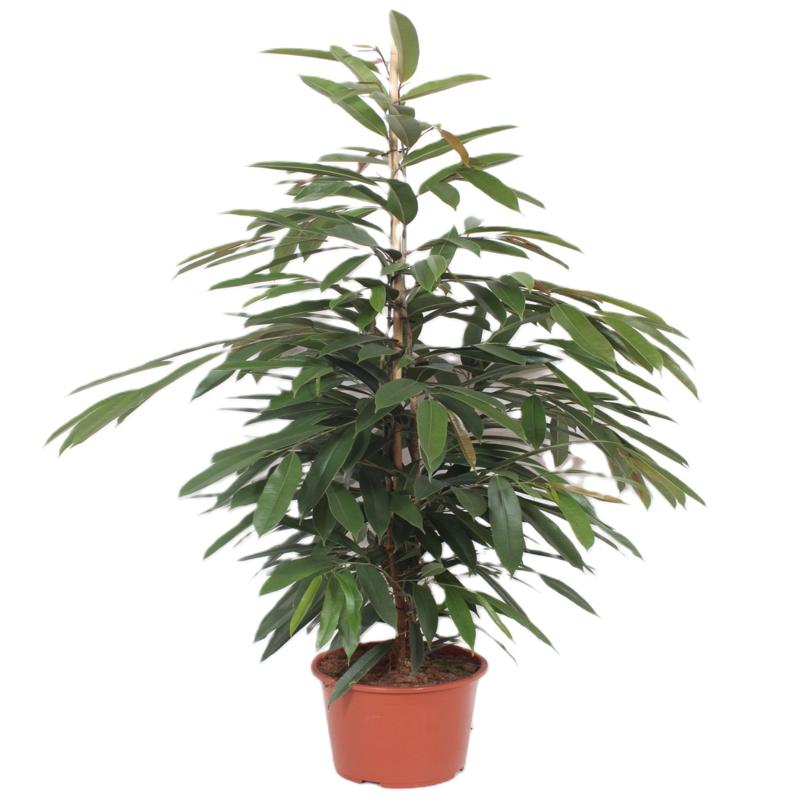 Gumovník Ficus Amstel King 140-160 cm – Elegantní pokojová rostlina pro váš domov