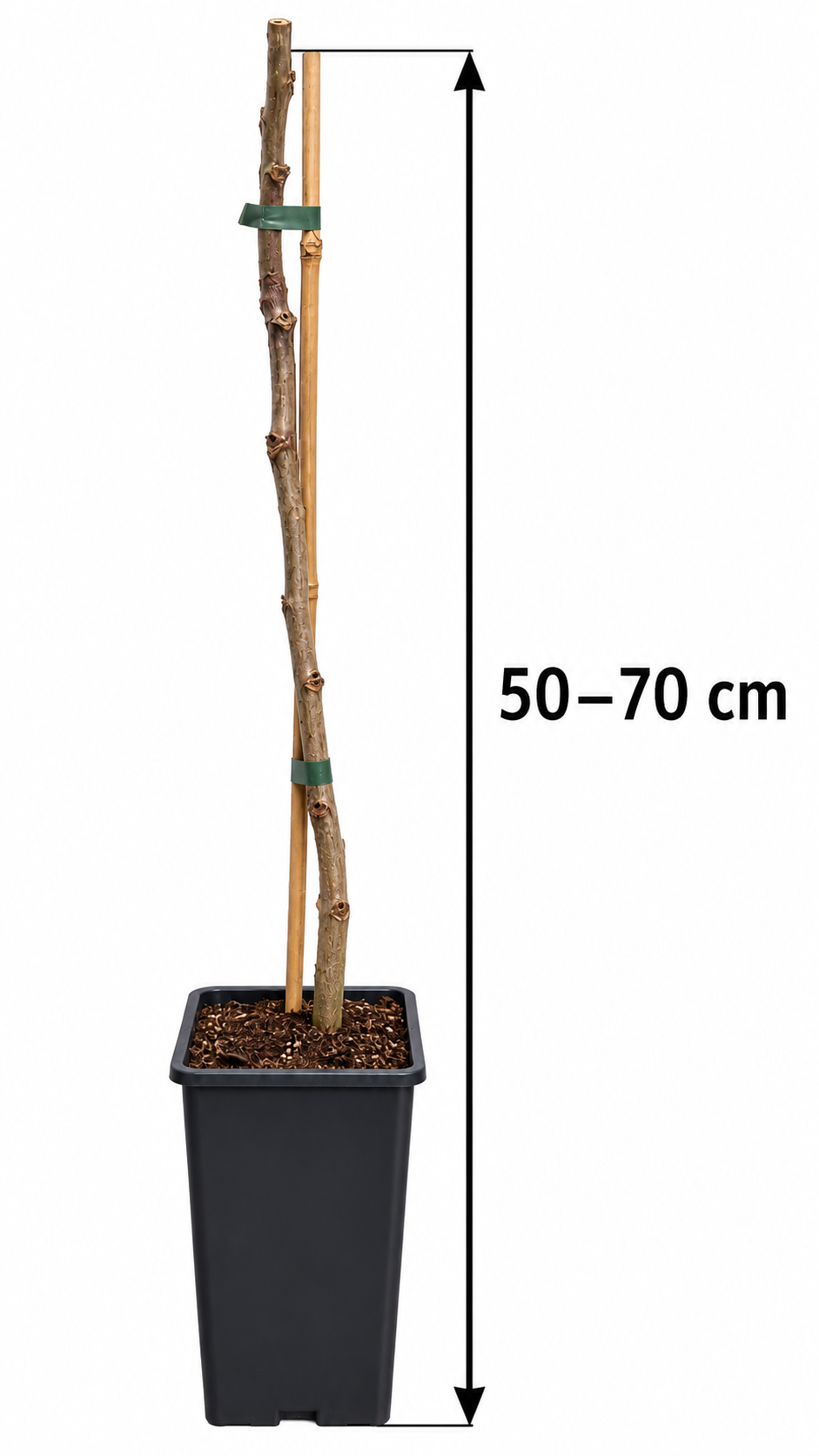 Walnussbaum – Juglans regia – Echte Walnuss, winterharter Nussbaum für den Garten – 50–70 cm inkl. Topf