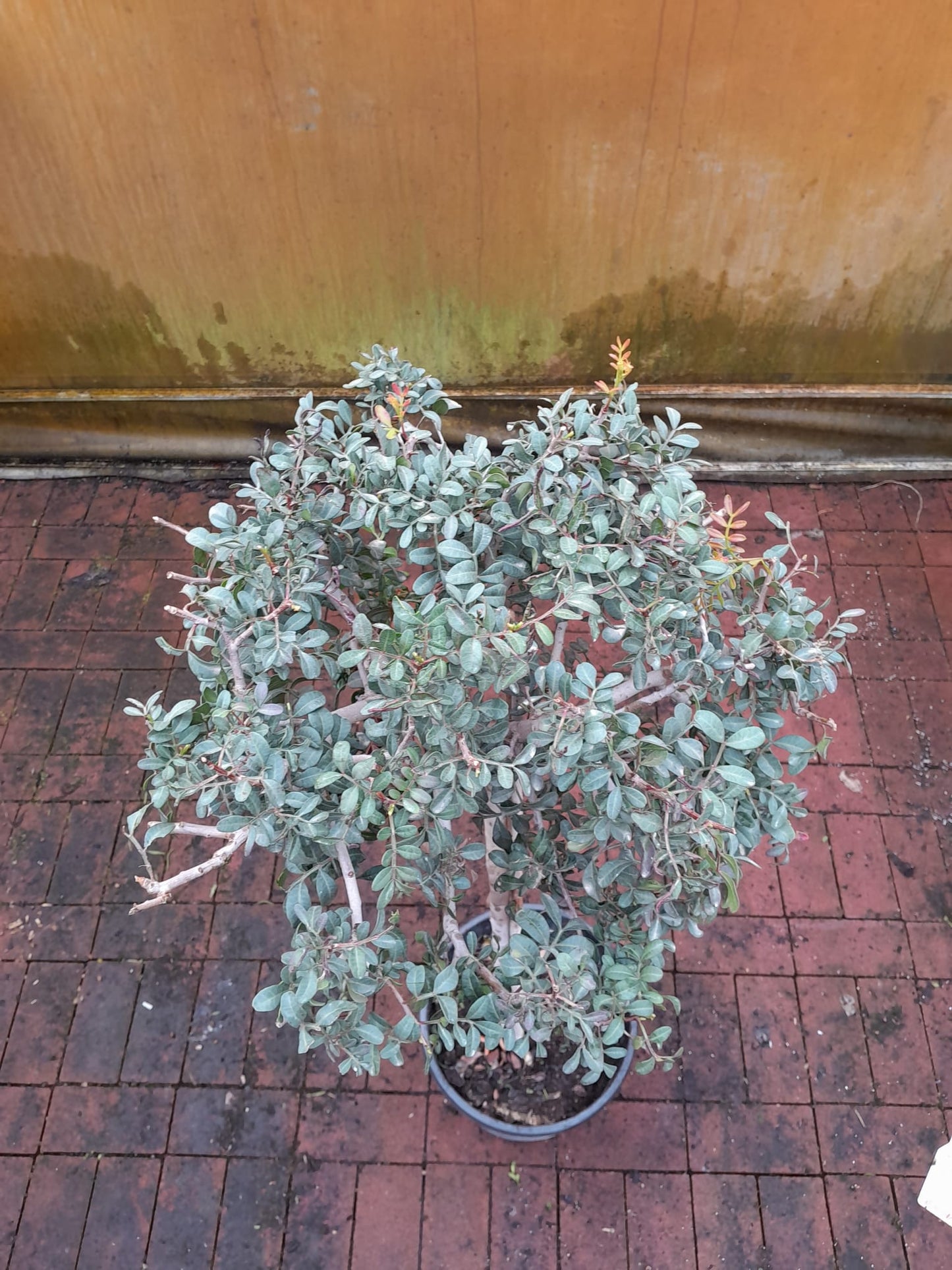 Pistacia lentiscus 130-140 cm stonek - mastichový keř - divoká pistácie