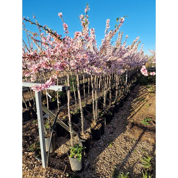 Mandelbaum Prunus dulcis 'Ferragnes' – Essbare Mandel, winterhart – ca. 160–200 cm inkl. Topf