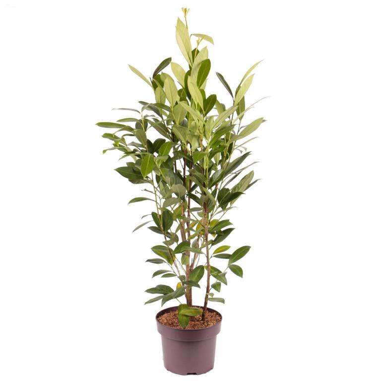 Prunus laurocerasus 'Caucasica' 80-100 – vavřín laurocerasus, nenáročná na péči, stálezelená rostlina, která chrání soukromí a je mrazuvzdorná