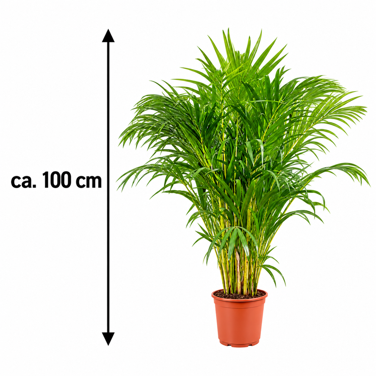 Goldfruchtpalme – Areca-Palme, Dypsis lutescens – immergrüne Zimmerpalme für Wohnzimmer & Büro – ca. 100 cm inkl. Topf