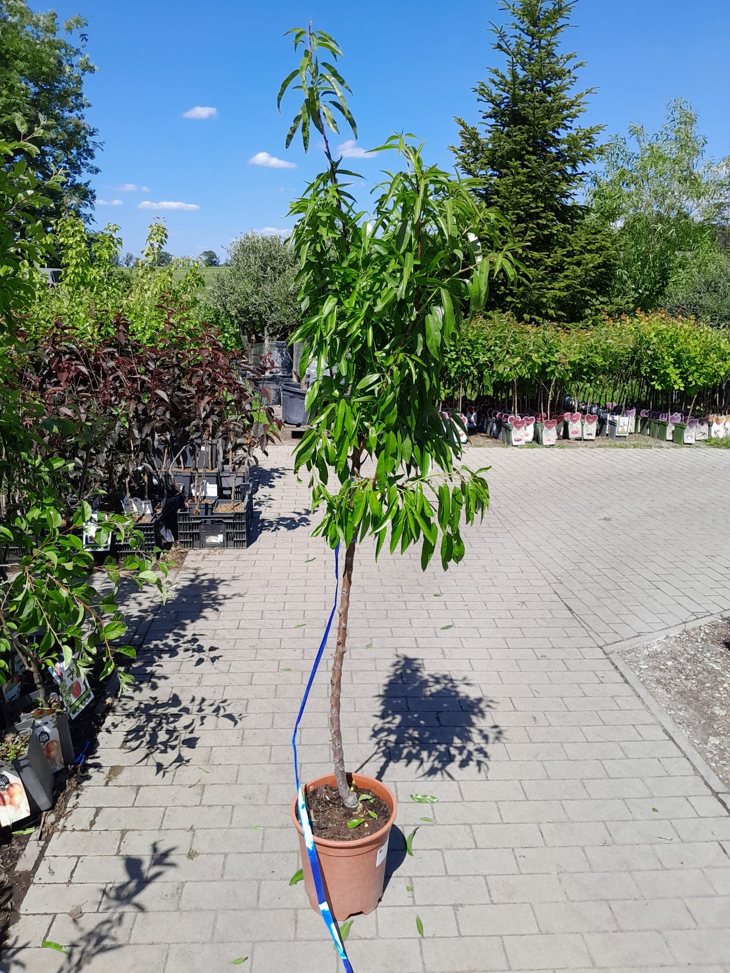 Mandelbaum Penta - Prunus dulcis Penta ca. 180 cm - Pru Pantanus amygdalus VERDANSKOSTENFREI