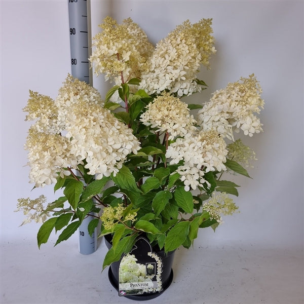 Hydrangea Paniculata 'Phantom' 5 L Topf 40-80 - Rispenhortensie - cremegelbe Rispenblüten
