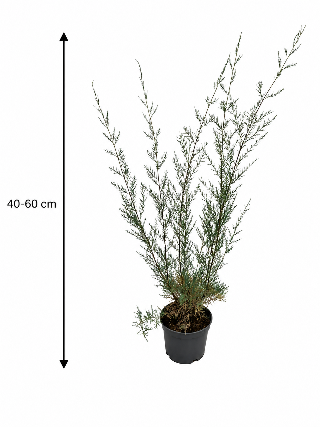 Tamarix 'Hulsdonk White' 40–60 cm – Weiße Tamariske | Winterharter Blütenstrauch für Garten, Hecke & Kübel