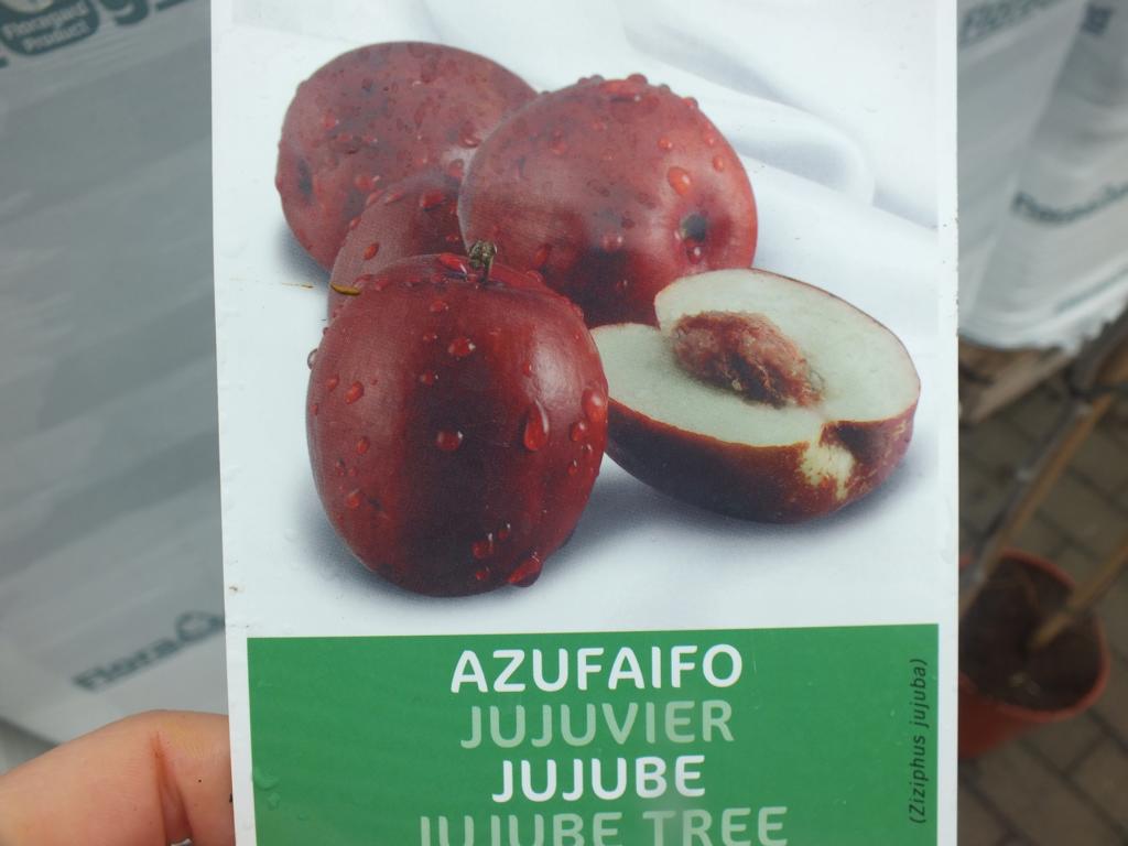 Ziziphus jujuba 150-200cm - große chinesische Dattel - winterharte Pflanze Rote Dattel - Azufaifa