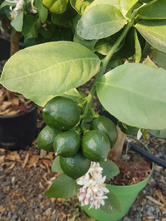 Limette 'La Valette' 110-140 cm - Saure Limette für den Garten | Citrus aurantiifolia