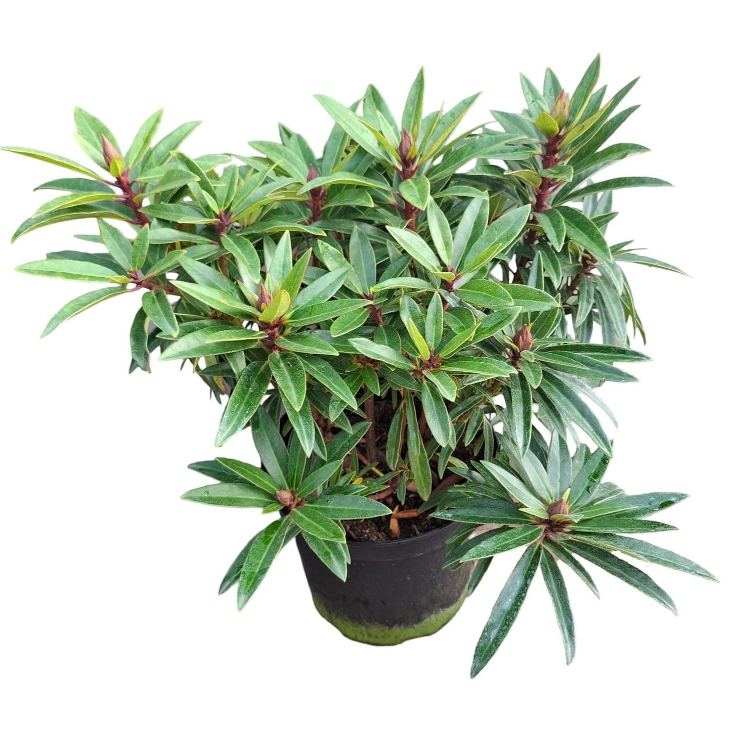 Zakrslý rododendron 'Graziella' – Rhododendron ponticum, cca. 50 cm | Hardy & Evergreen