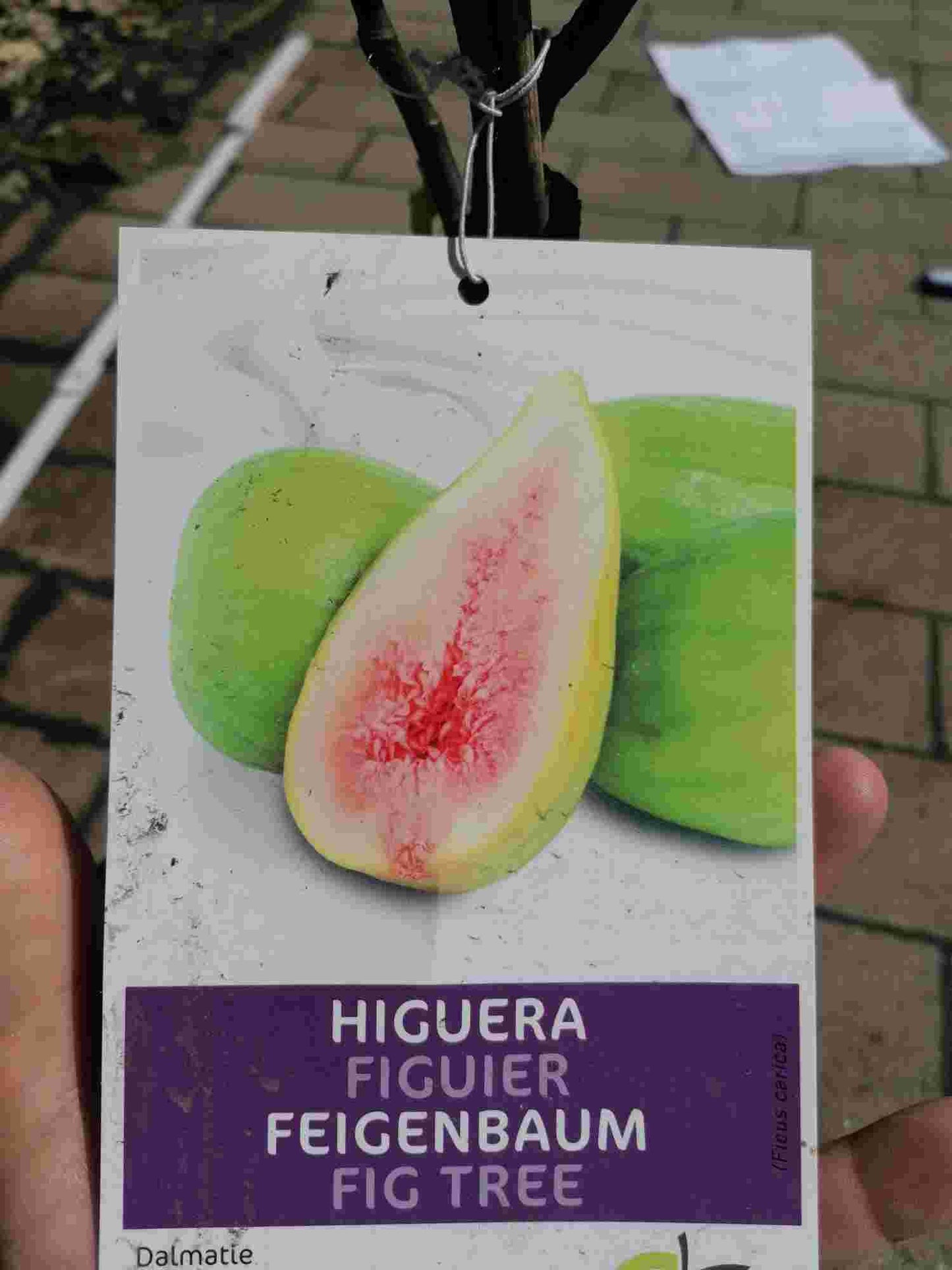 Fíkovník Dalmácia 70-100 cm silný kmen - Ficus carica - ovocný strom - pravý fíkovník - mrazuvzdorný