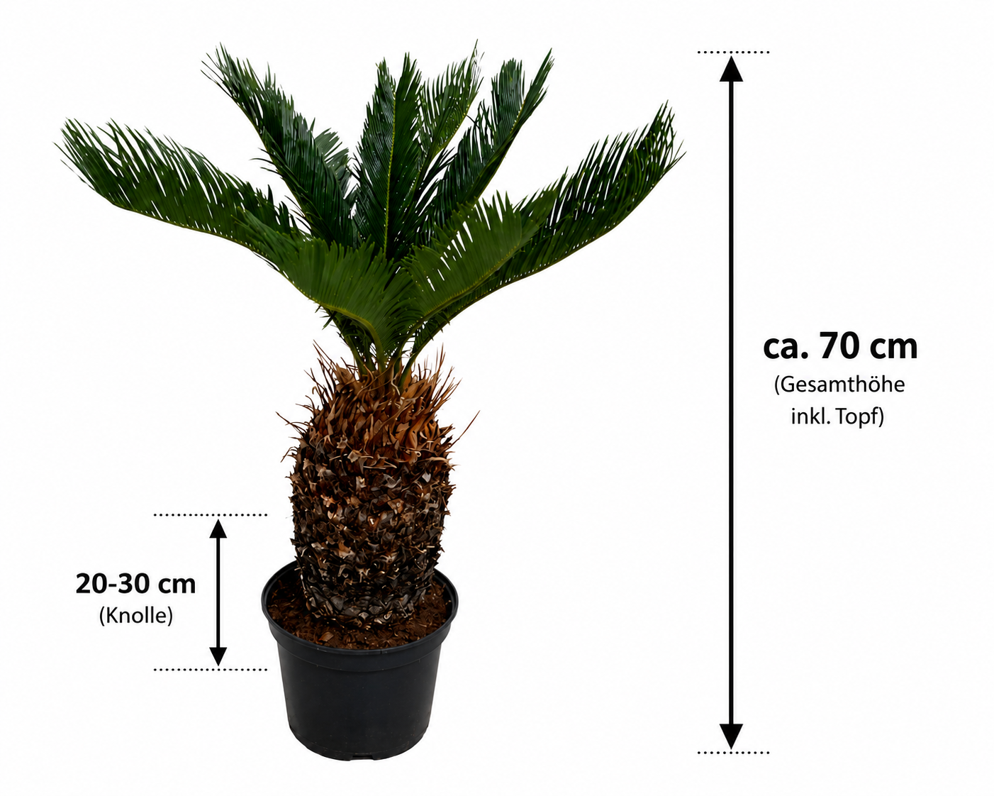 Palmfarn (Cycas revoluta) ca. 70 cm – Japanischer Palmfarn mit 20–30 cm Knolle | Exotische Zimmerpflanze, Kübelpflanze & Wintergarten