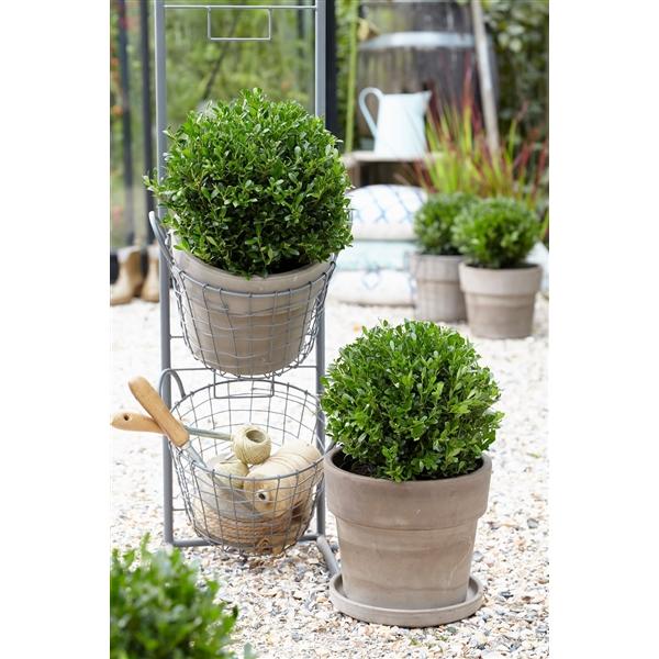 Ilex crenata 'Jenny - Stechpalme Heckenpflanzen - Idealer Buchsbaum-Ersatz