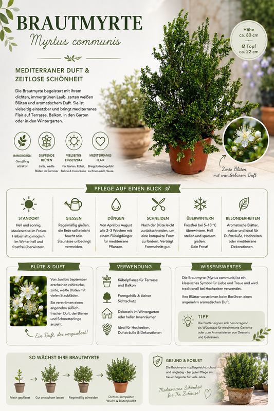 Myrtus communis Busch ca. 80 cm – Echte Brautmyrte – Duftmyrte – Mediterrane Myrte – immergrüne Kübelpflanze für Garten, Balkon & Terrasse
