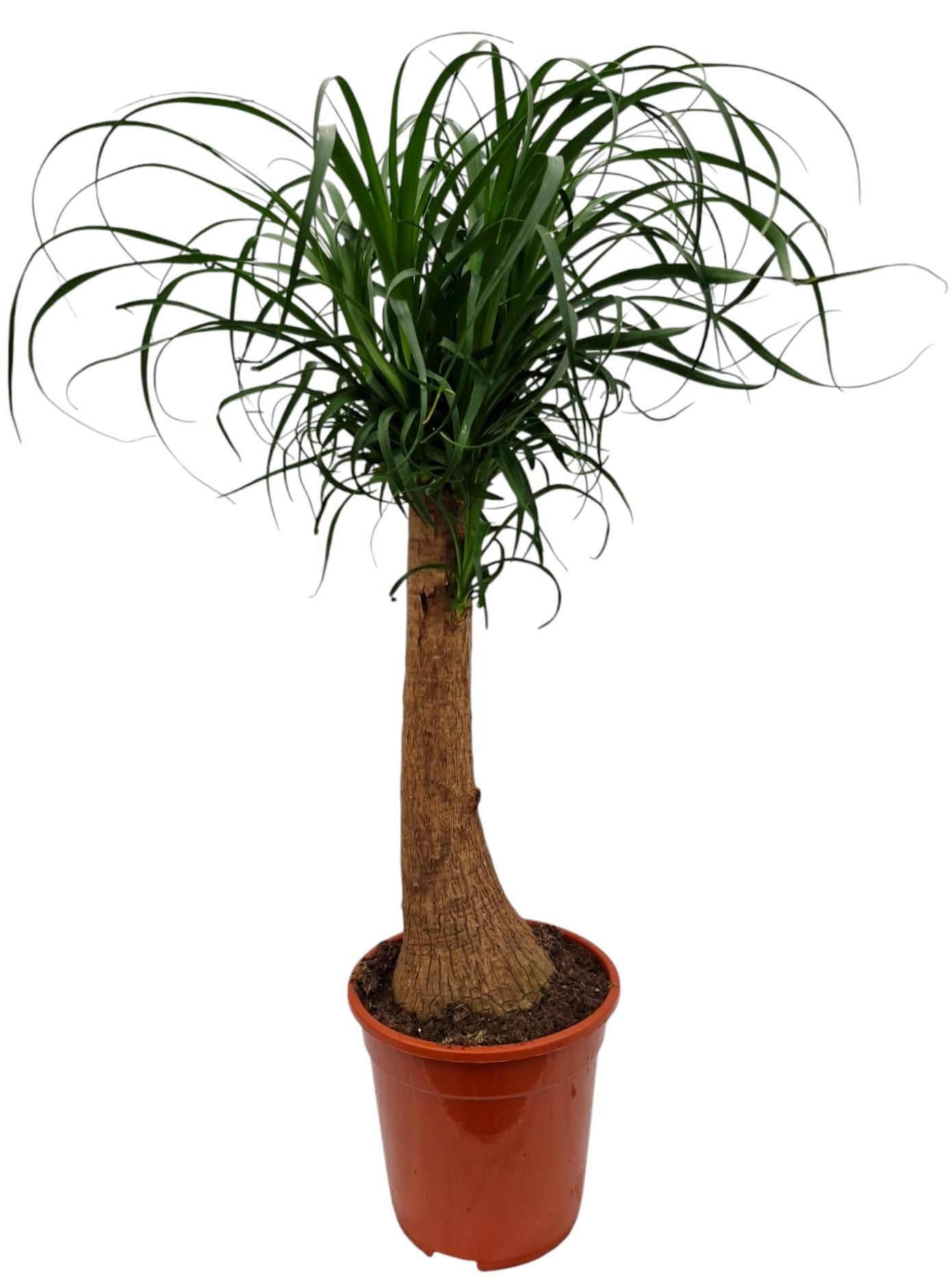 Elefantenfuß 80–100 cm – Beaucarnea recurvata