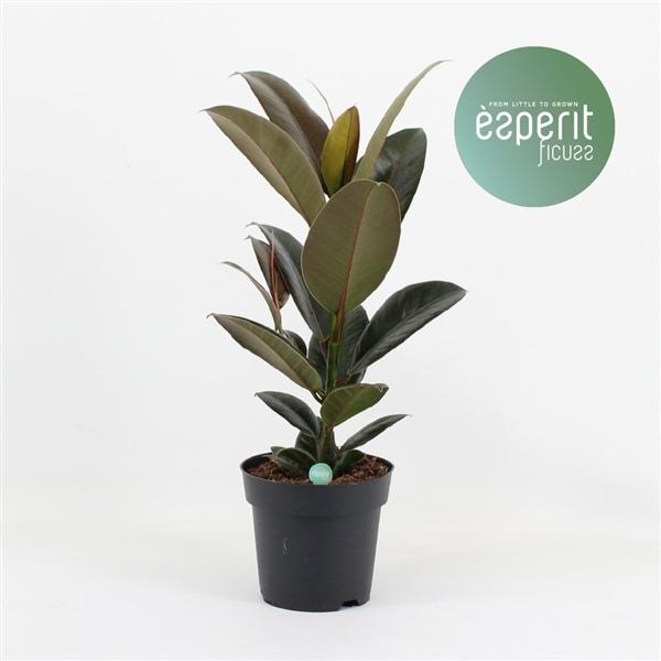 Gummibaum Ficus elastica 'Melany' – ca. 50 cm Zimmerpflanze für dein Zuhause