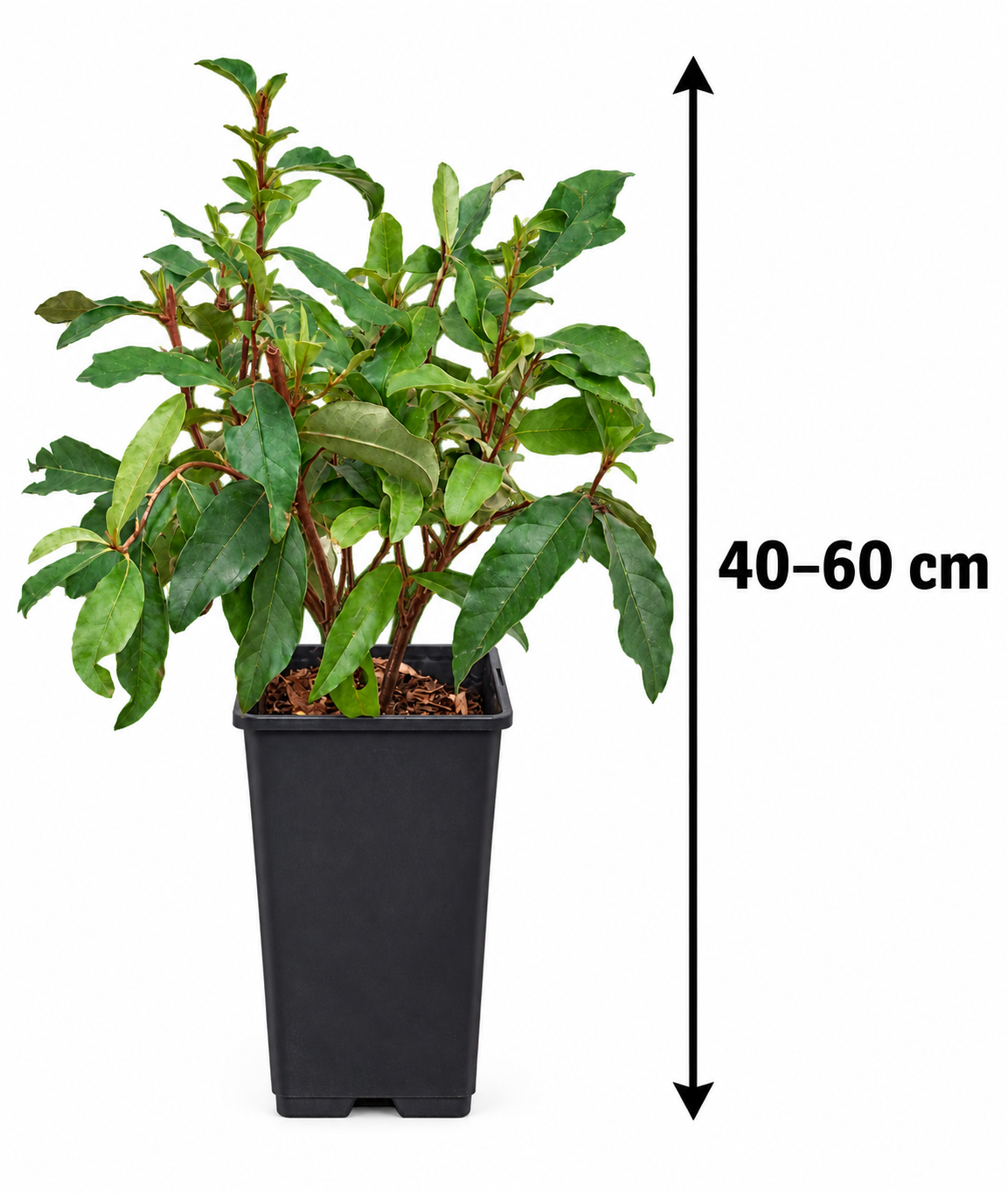 Schirm-Ölweide ‘Brilliant Rose’ – Elaeagnus umbellata, winterharter Beerenstrauch mit essbaren Früchten – 40–60 cm inkl. Topf