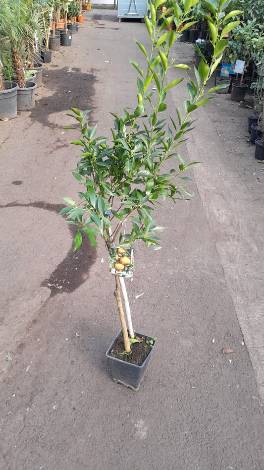 Späte Ciaculli-Mandarinen (Citrus reticulata) - 120-150 cm, Süße aus Sizilien für Ihren Garten