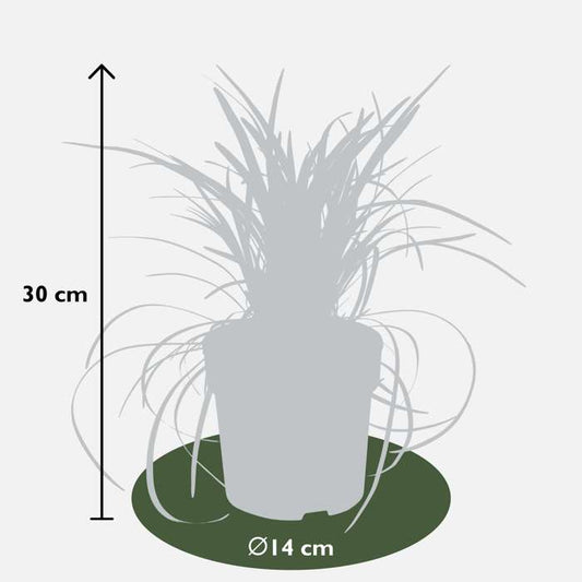 Elegante Schwarze Schönheit - Ophiopogon planiscapus 'Niger' für Ihren Garten