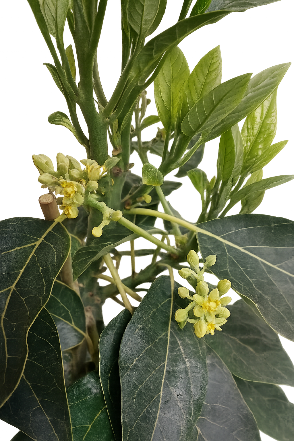 Avocado Baum „Bacon“ im Topf 120–160 cm – Avocadopflanze Kübelpflanze für Terrasse Balkon Zimmerpflanze Obstbaum kaufen