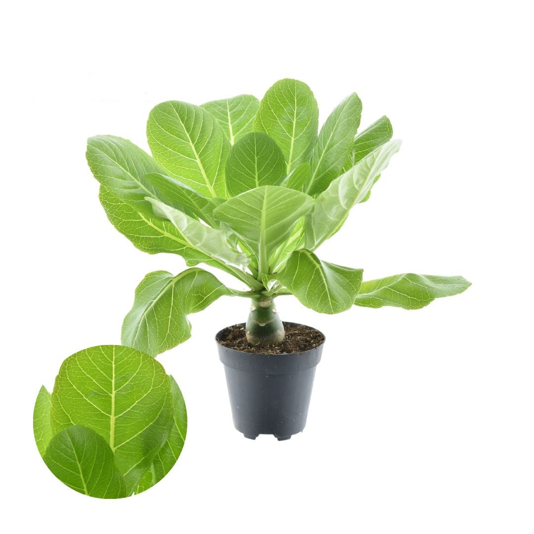 Brighamia Insignis (havajská palma) – 40 cm vysoká exotická pokojová rostlina pro tropický nádech doma