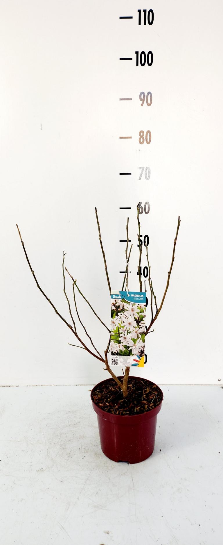 Sternmagnolie (Magnolia stellata) – Zierstrauch 60-80 cm | Frühblühende Magnolie mit Sternblüten