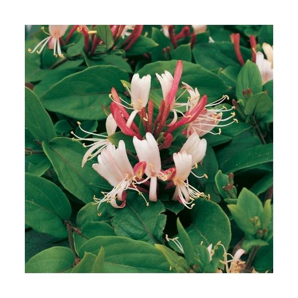 lonicera blume Echtes Geißblatt Jelängerjelieber Red World – Duftende Kletterpflanze  Lonicera japonica 30–50 cm