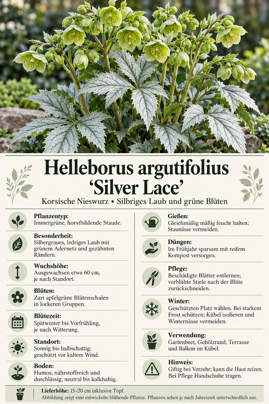 Korsische Nieswurz ‘Silver Lace’ – Helleborus argutifolius, immergrüne Staude mit silbrigem Laub – 15–20 cm inkl. Topf