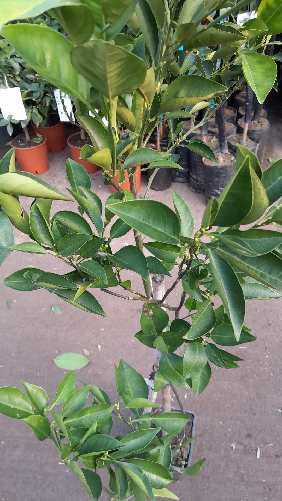 Tarocco-Blutorange (Citrus sinensis 'Tarokko') – Mediterraner Blutorangenbaum 120-160 cm, ideal für Garten & Terrasse