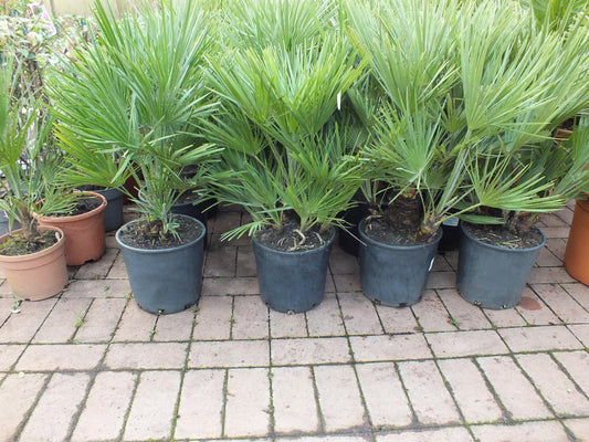 2er Set Winterharte Zwergpalme 70-90 cm Chamaerops humilis Eine der kältetolerantesten Palmenarten in Europa