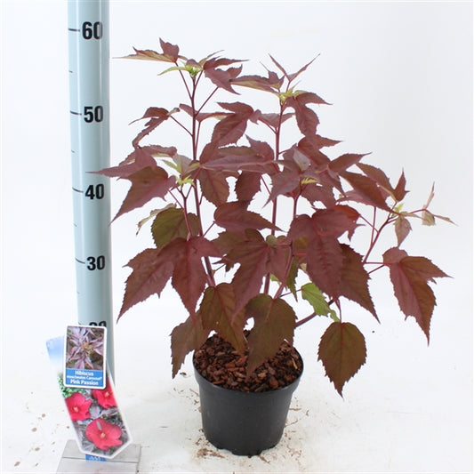 XXXL Riesenhibiskus – Hibiscus moscheutos 'Carousel Pink Passion' | Staudenhibiskus mit großen rosa Blüten