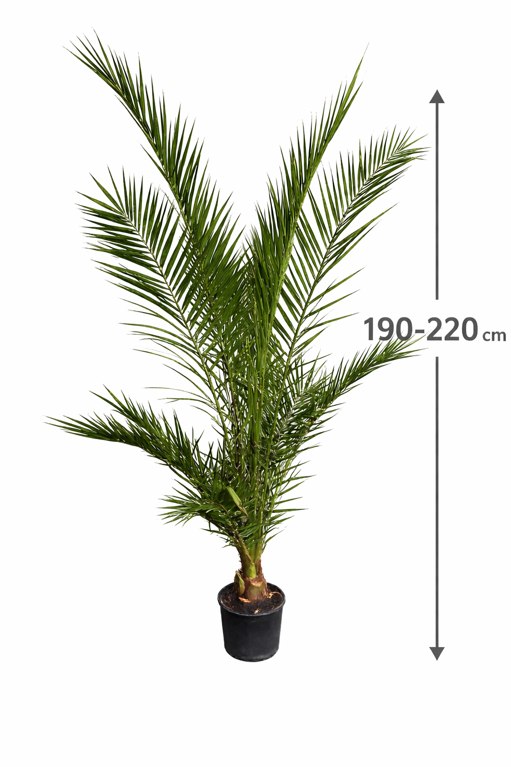 Phoenix canariensis XXL 190–210 cm – 2er Set Dattelpalmen, winterhart und pflegeleicht