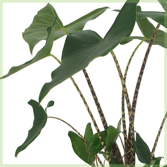 Alocasia zebrina Sibiřský tygr cca. 80 cm pokojová rostlina Sloní ucho zelená