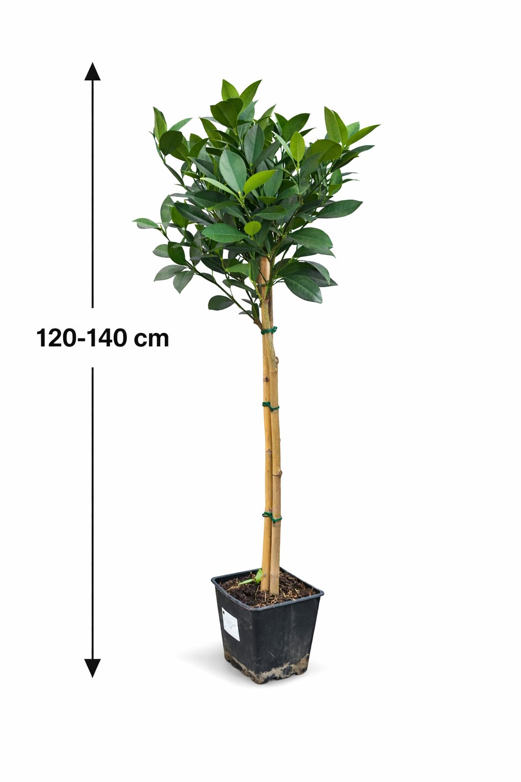 Orangenbaum Citrus sinensis 'Washington Navel' 120-140 cm – Saftige Süßorangen, ideal für Garten & Wintergarten