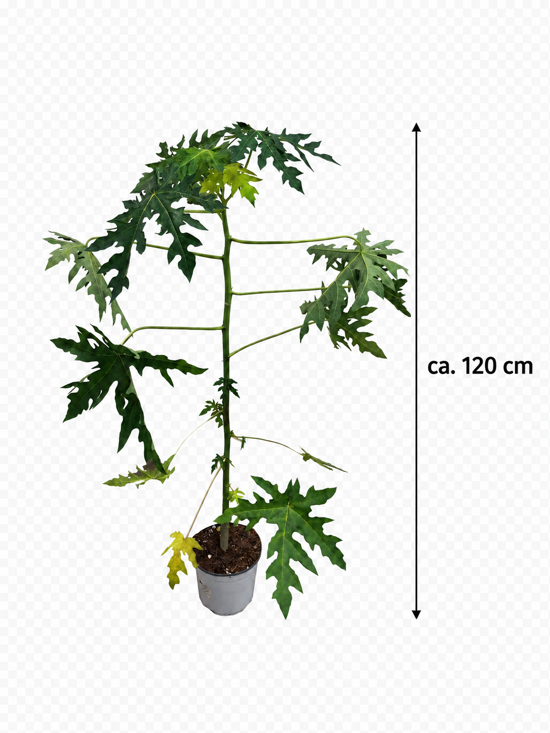 Papaya Pflanze „Bisexual“ ca. 120 cm – Carica papaya, exotischer Papayabaum als Zimmer- und Kübelpflanze