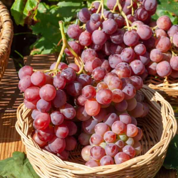 Kernlose King Ruby Traubenrebe Vitis vinifera 180-200 cm Saftige, kernlose Früchte für den deutschen Garten