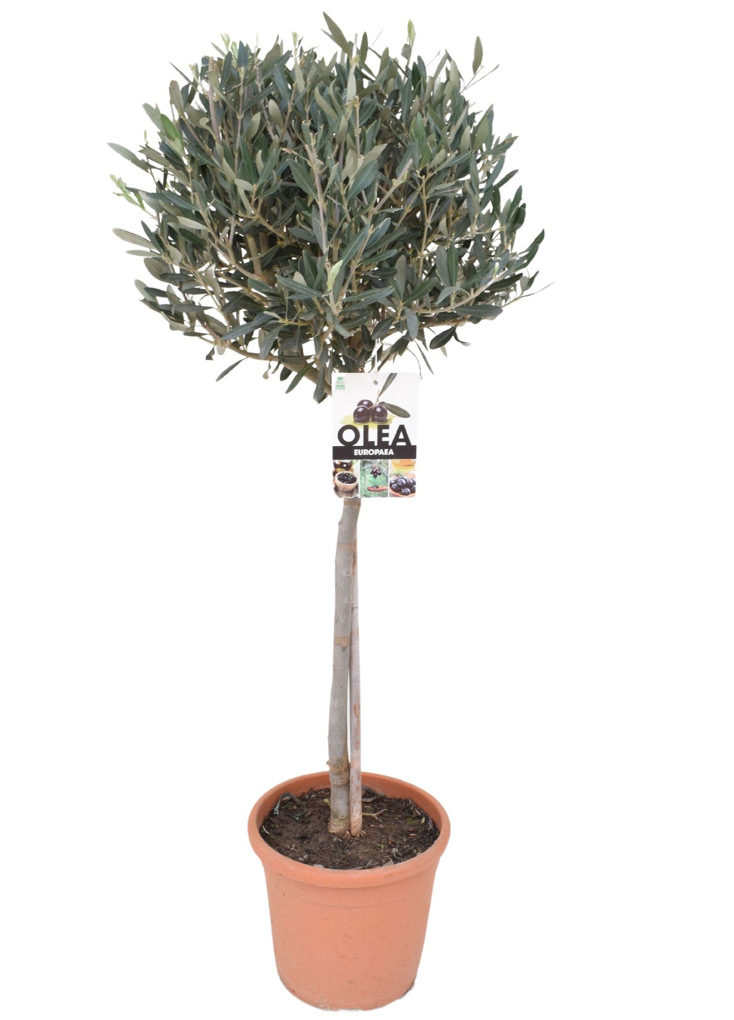 Olivenbaum-Stämmchen 100-120 cm – Mediterraner Olivenbaum für Garten, Balkon & Terrasse