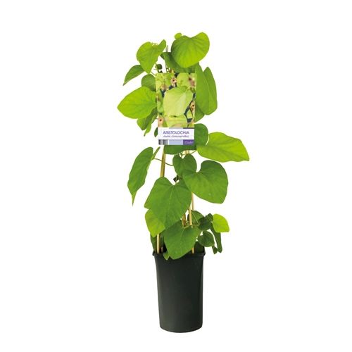 Pfeifenwinde (Aristolochia macrophylla) 30–50 cm – winterharte Kletter –  Blumen-Senf®