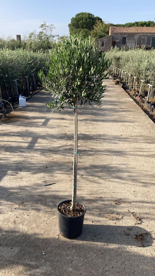 SONDERPREIS: Olivenbaum Olive 160-180 cm dicker Stamm beste Qualität winterhart + robust