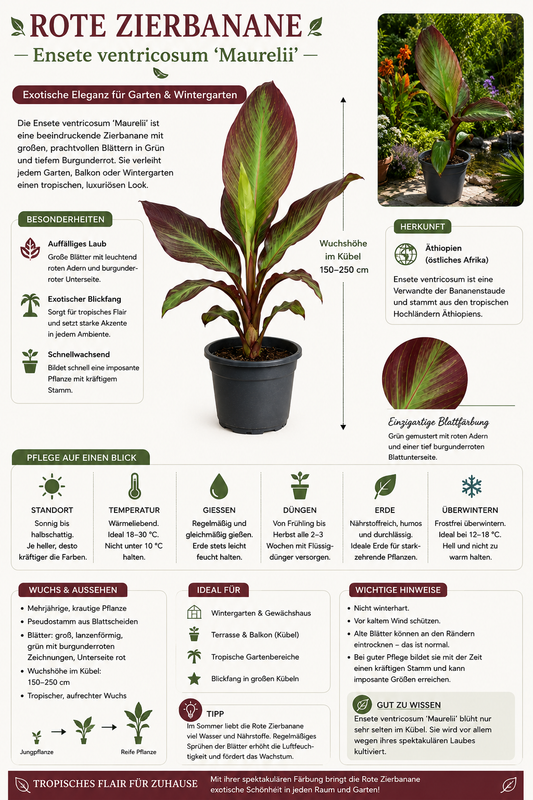 Rote Zierbanane (Ensete ventricosum 'Maurelii') 40–60 cm – Rotblättrige Bananenpflanze | Abessinische Banane | Exotische Kübelpflanze