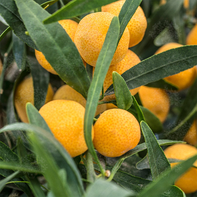 Eremocitrus glauca 70-90 cm - Australische Wüstenlimette Zitruspflanze Zitronenbaum Limette