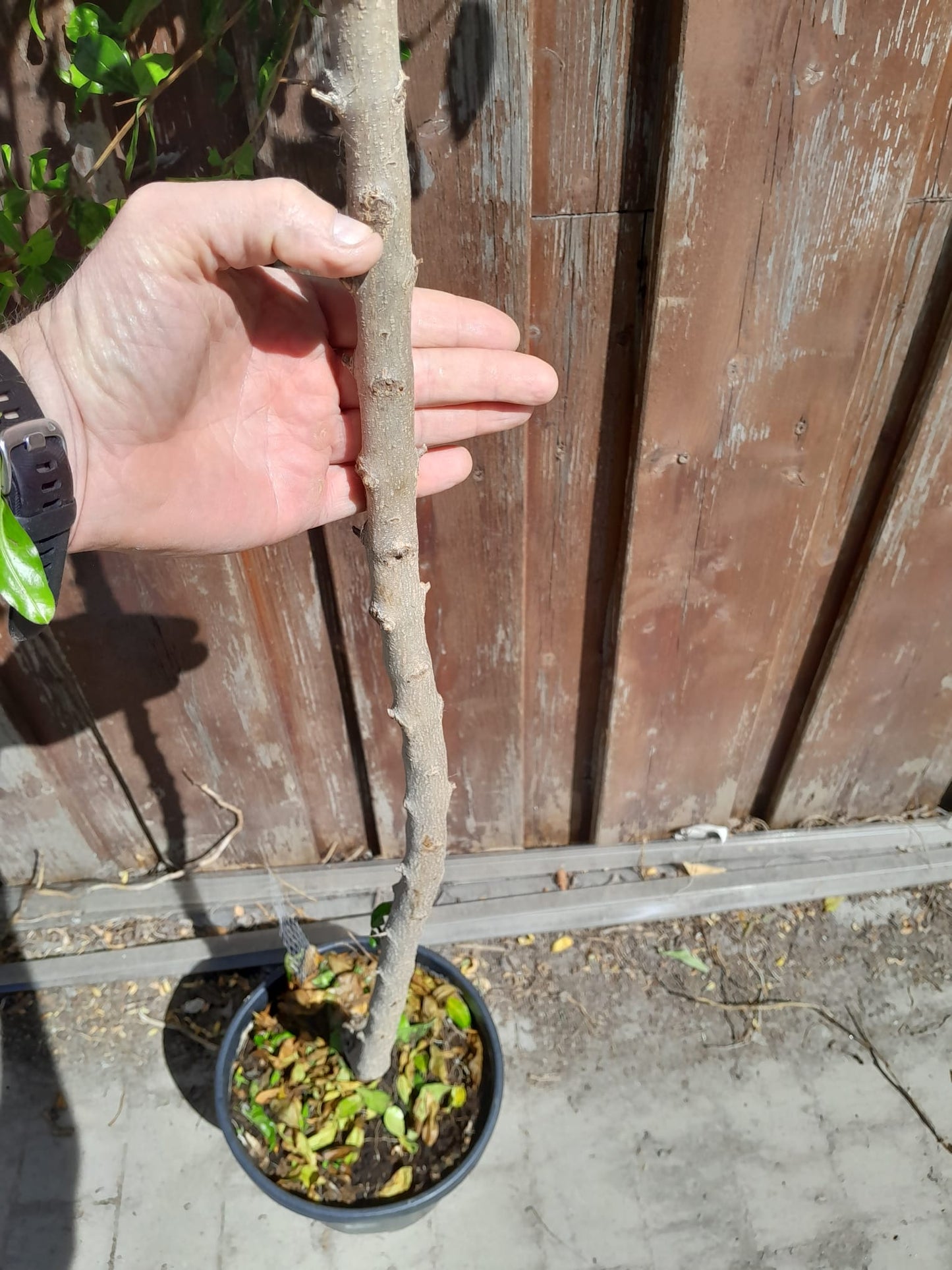 Angebot 2 STÜCK Granatapfel 'Mollar de Elche' 150-190 cm Hochstamm - Punica Granatum - Obstbaum - Granatäpfel