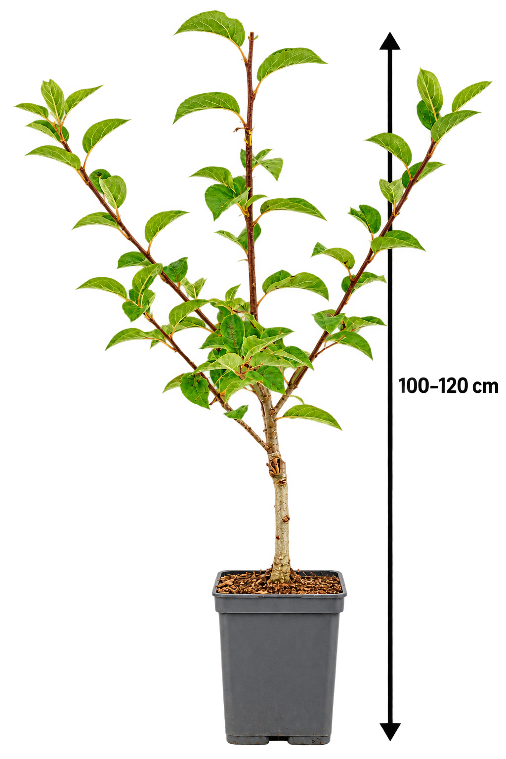 Apfelbaum ‘Granny Smith’ – Malus domestica | Grüner, knackiger Apfel | 100–120 cm inkl. Topf