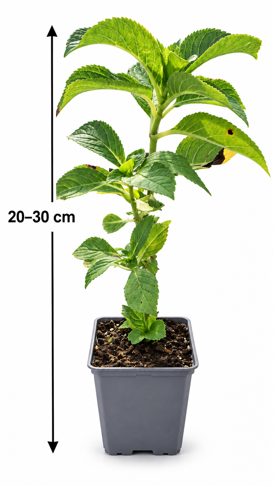 Hydrangea macrophylla 'Bodensee' - kulovitá hortenzie - nenáročná na péči - mrazuvzdorná - tmavě modré květy v kulatých tvarech