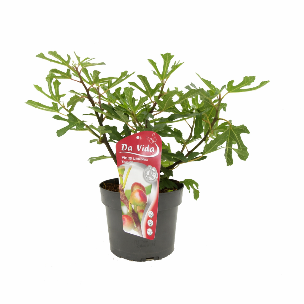 Zwergfeige Little Miss Figgy – Ficus carica – Feigenbaum für Balkon & Garten im 5L Topf