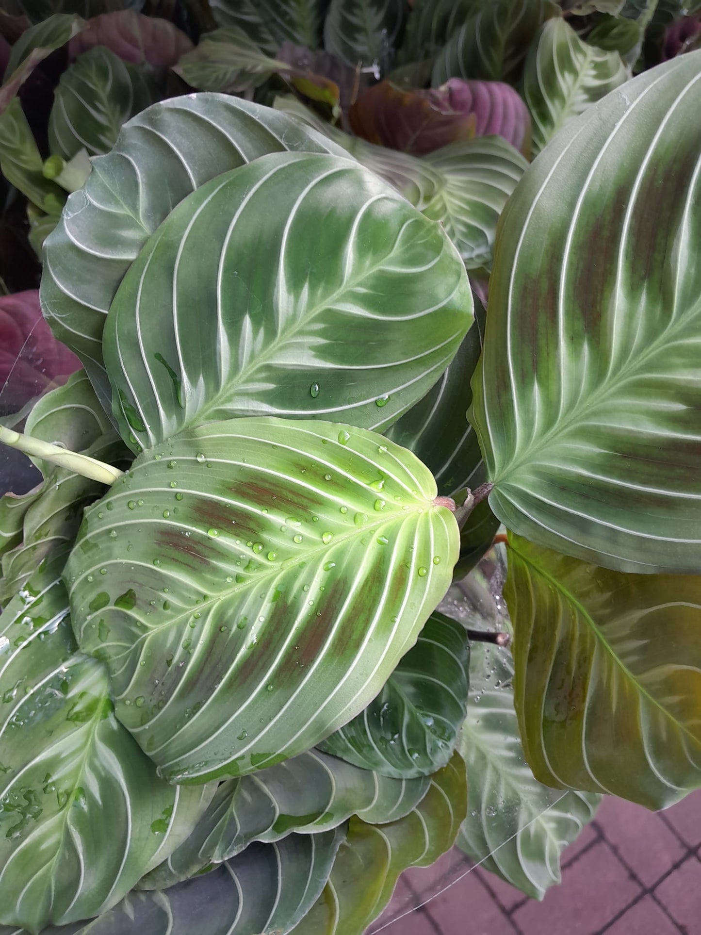 Maranta leuconeura 'Exclusive Dark' cca. 30 cm Arova kořen - Pokojová rostlina - Listnatá rostlina